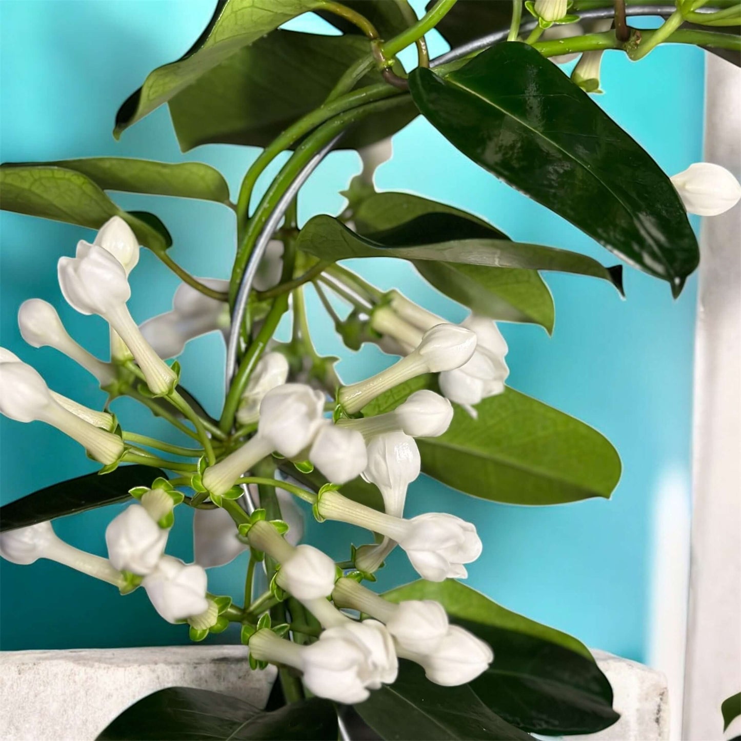 Minimal white bud arrangement in a modern ceramic pot with sculpted greenery for home decor.