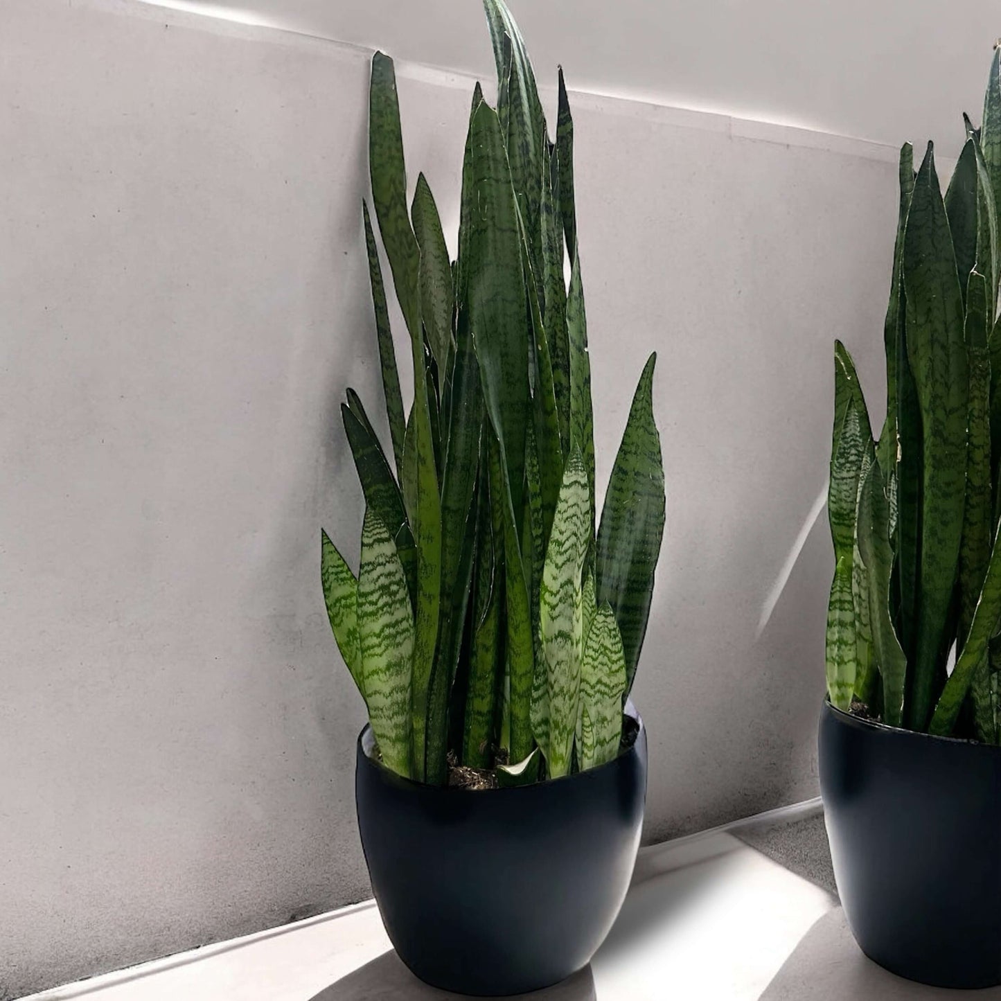 Snake Plant in black pot, showcasing tall, sword-like leaves with green hues and horizontal stripes; ideal for indoor spaces and air-purifying.
