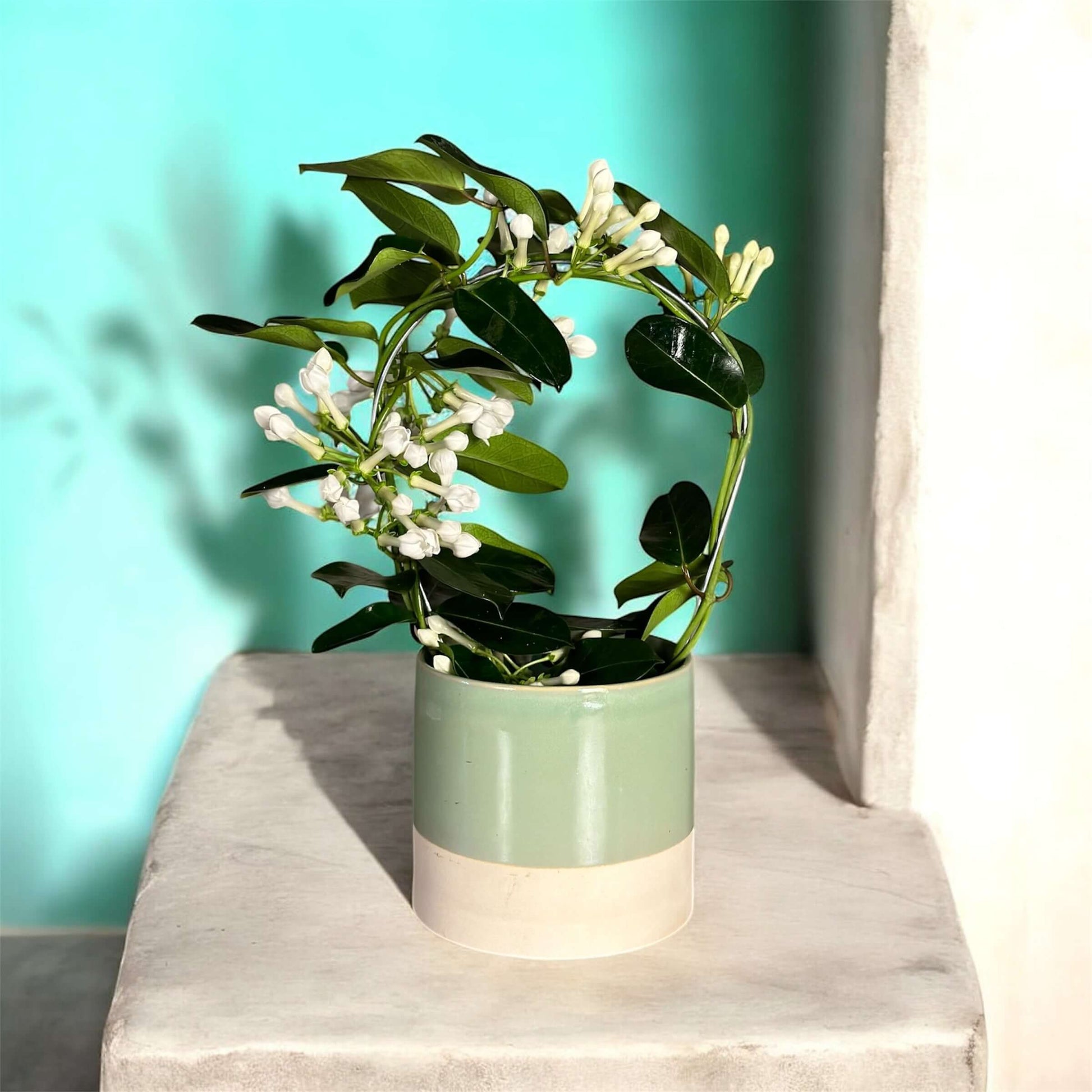 Minimal white bud arrangement in a modern ceramic pot, featuring greenery and white buds for stylish decor.
