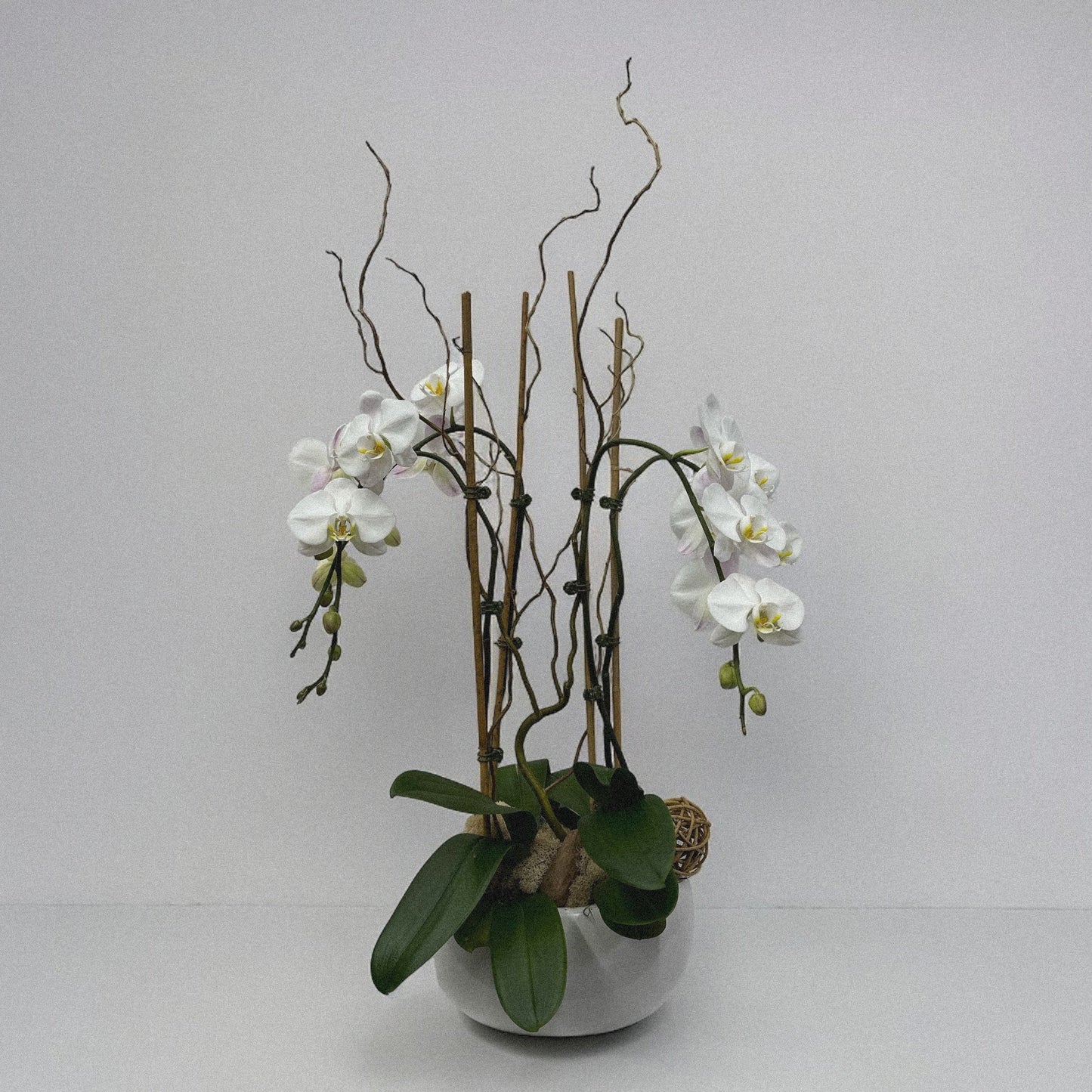 Luxury orchid arranegemt, ideal for weddings, anniversaries, and celebrations.