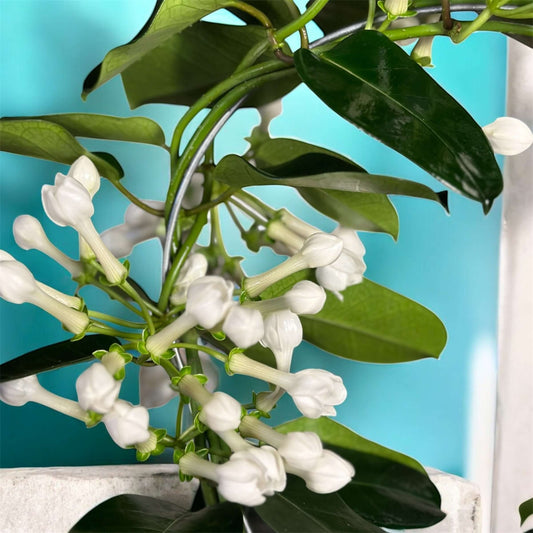 Minimal white bud arrangement in a modern ceramic pot with sculpted greenery for home decor.
