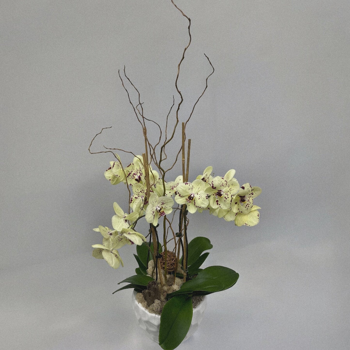 Luxury orchid arranegemt, ideal for weddings, anniversaries, and celebrations.