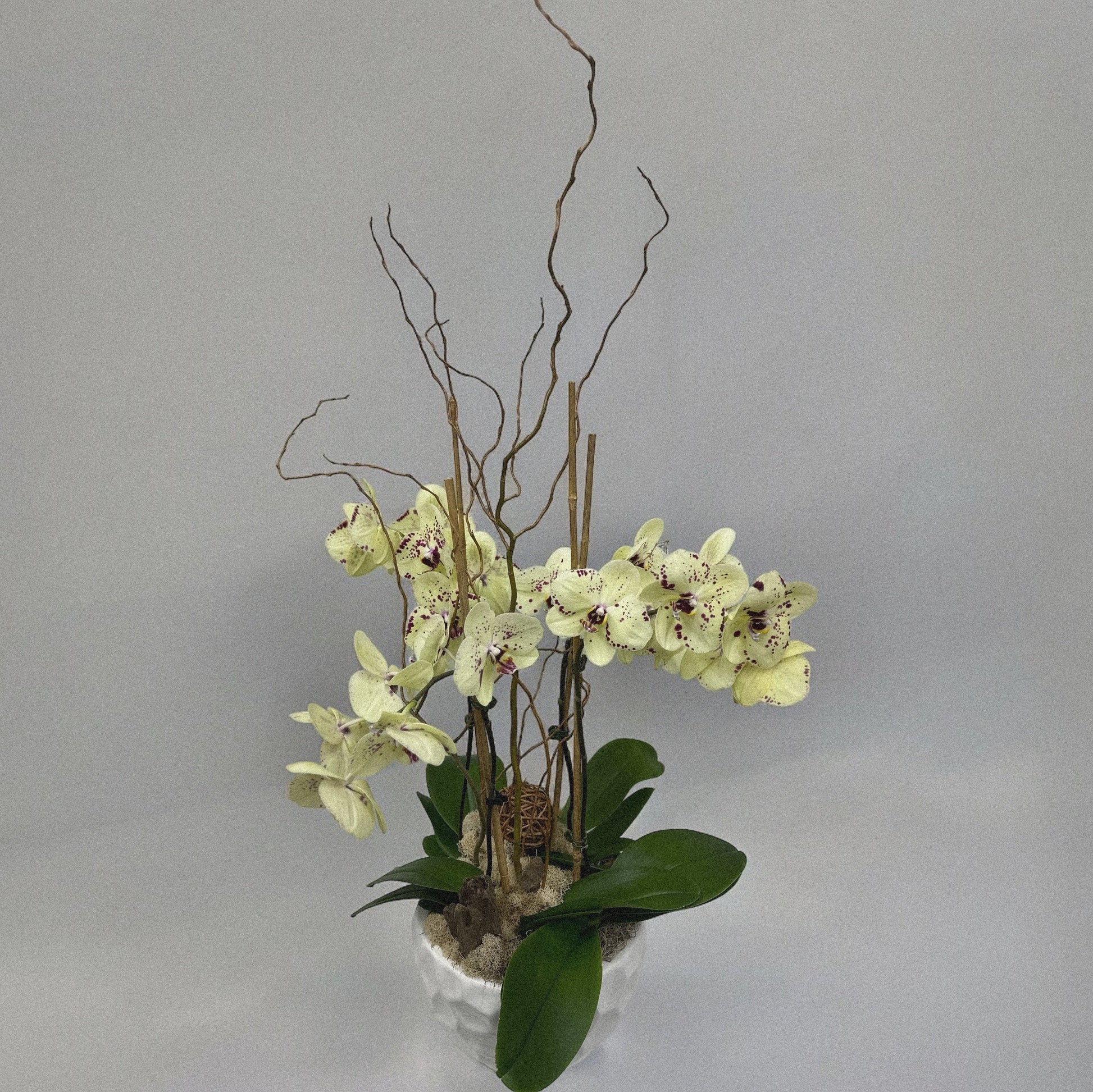 Luxury orchid arranegemt, ideal for weddings, anniversaries, and celebrations.
