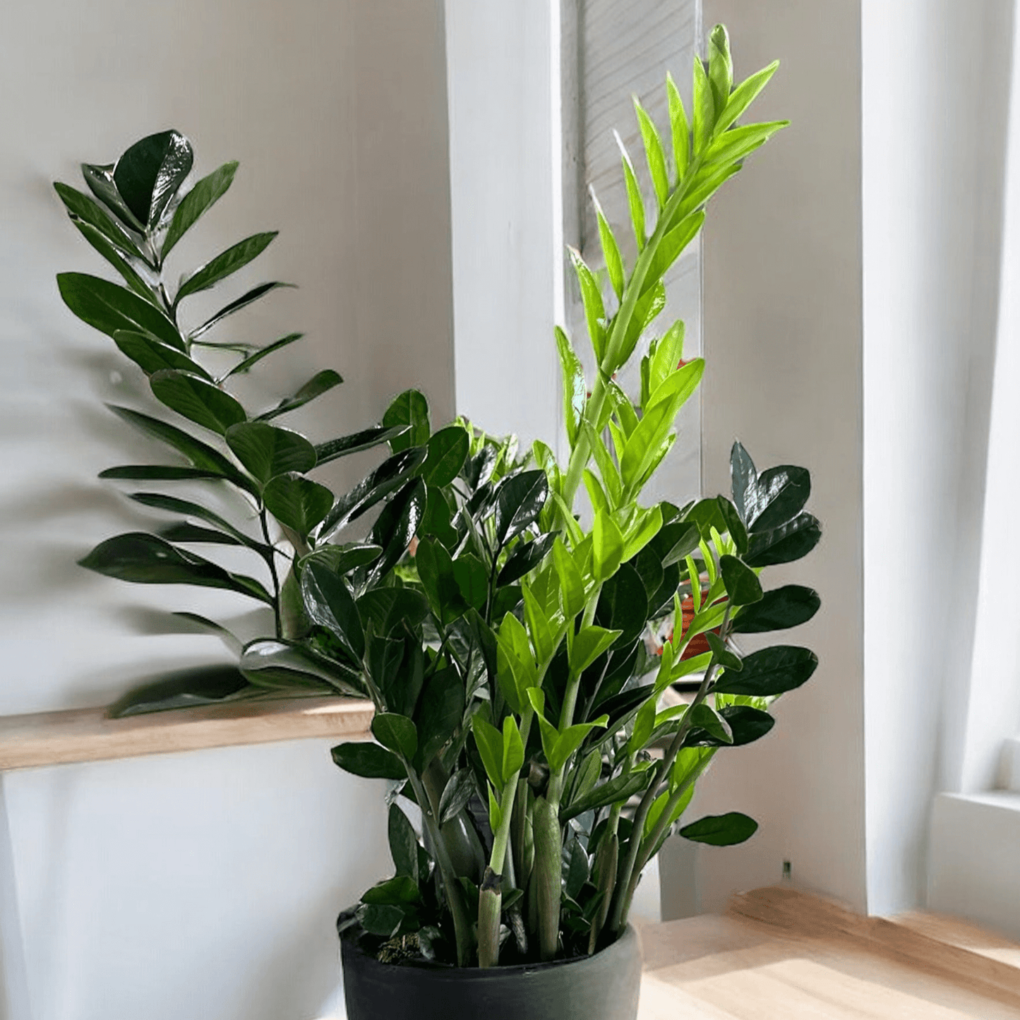 ZZ Plant in a sleek pot with glossy dark green leaves, ideal for indoor spaces and available with same-day delivery in Toronto.